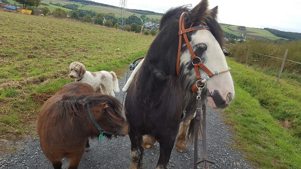 Reiten in Selters